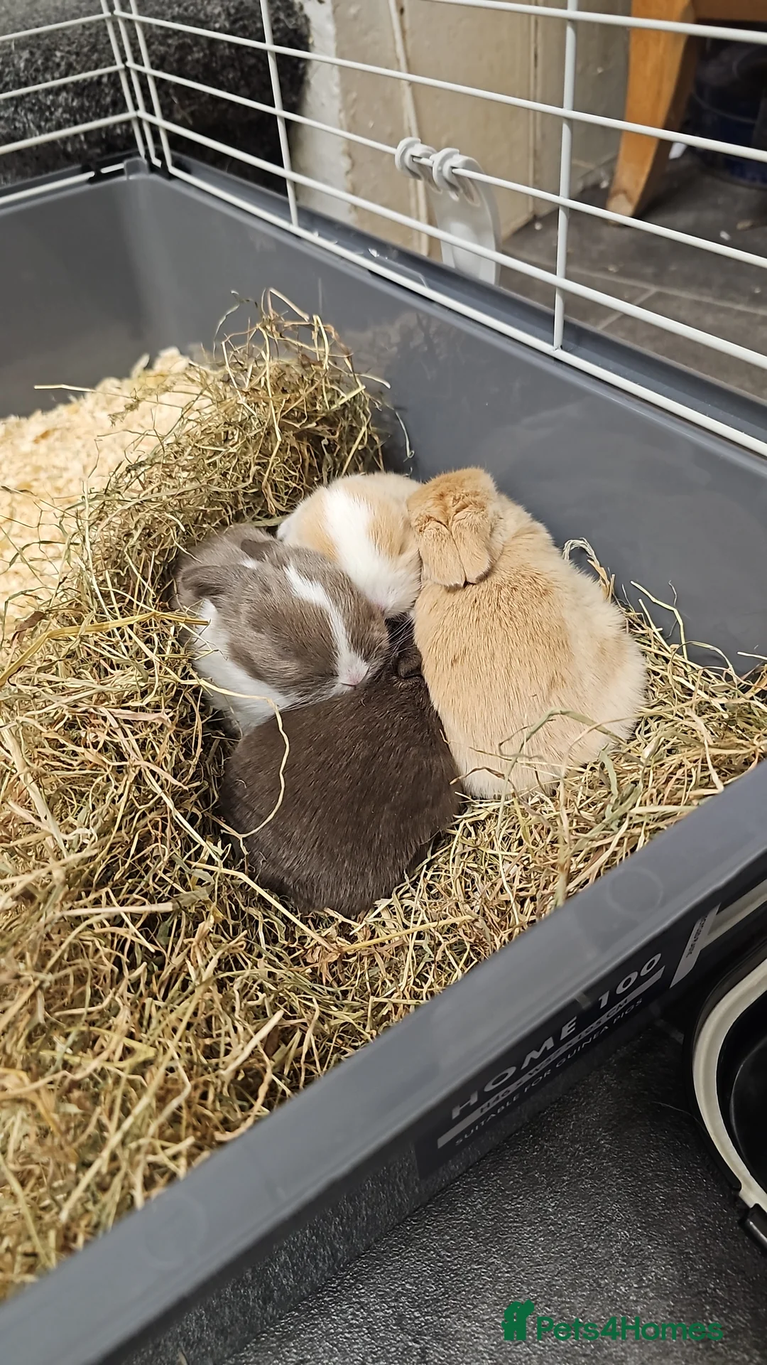 Mixed Breed rabbits for sale: 3 baby bunnies ready for their forever home - Advert 27