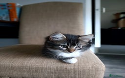 European cats for sale: Kittens looking for homes - Image 6