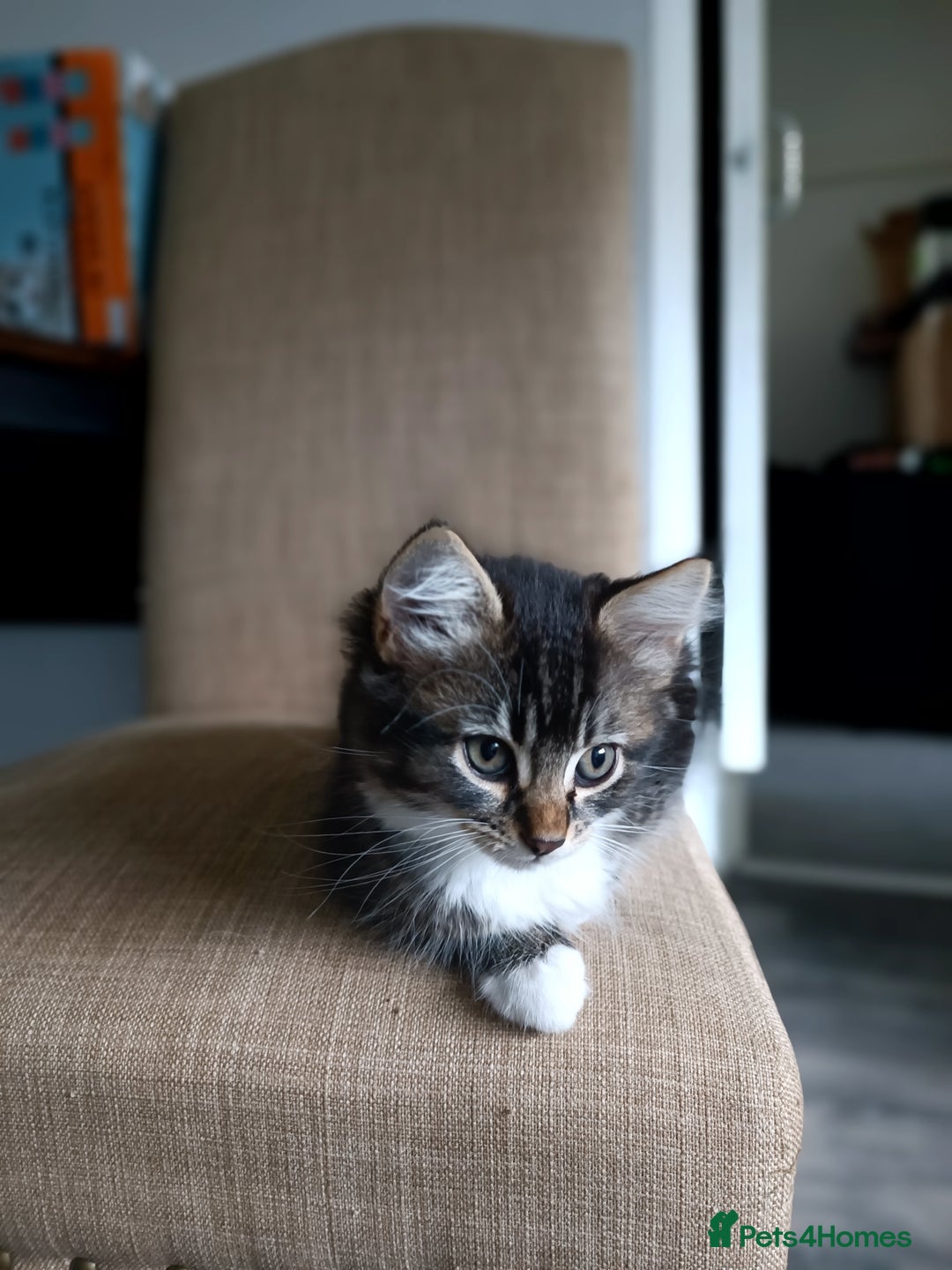 European cats for sale: Kittens looking for homes - Image 6