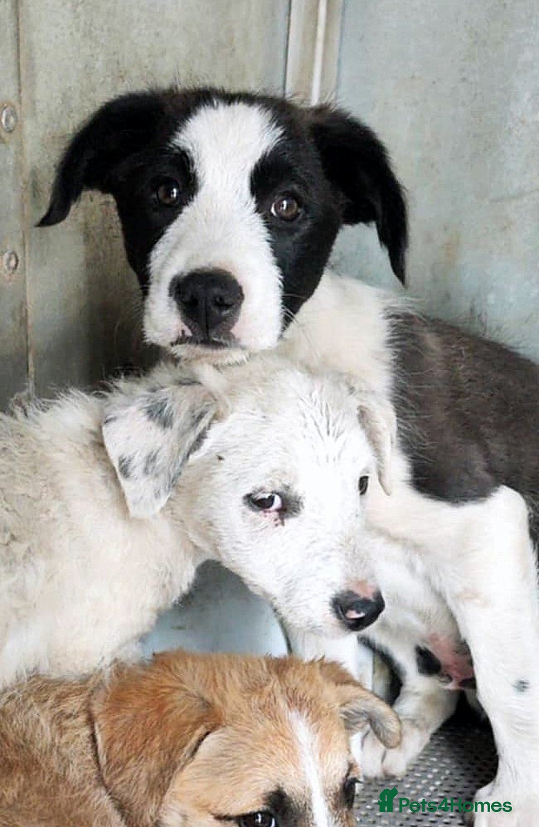 Mixed Breed dogs for adoption: 🐾 Panda – a tender boy with a gentle soul 🐾 - Image 4