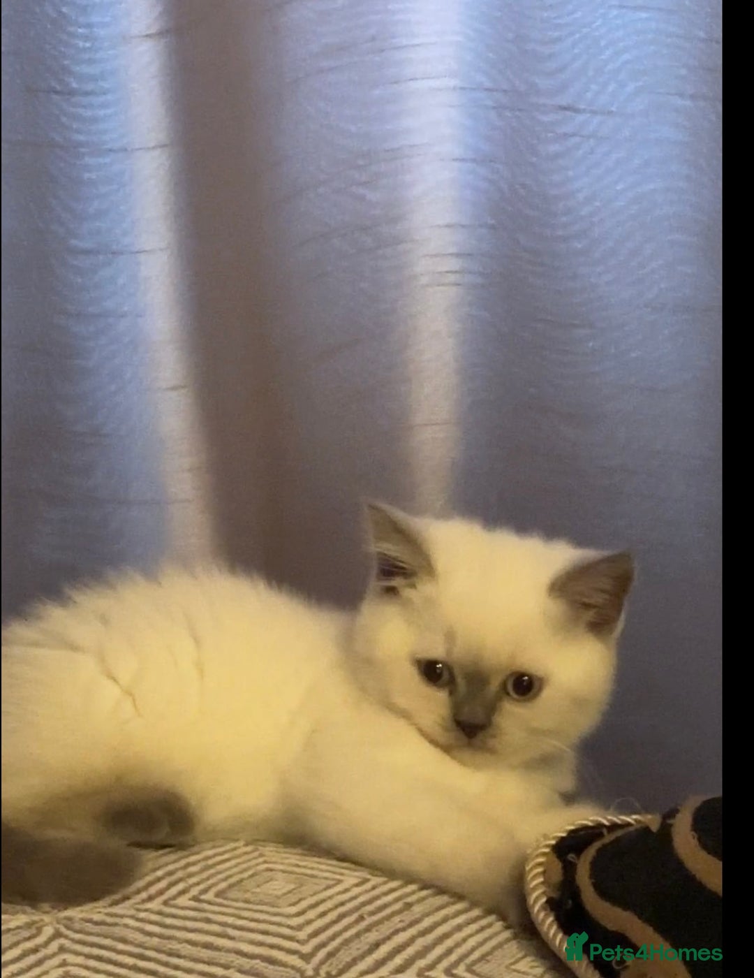 British Shorthair cats for sale: Colourpoint British Shorthair - Image 18