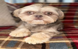Shih Tzu dogs for sale: 💙🩷Two stunning KC registered Shih Tzus💙🩷 - Image 1