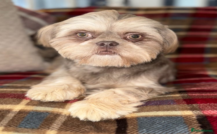 Shih Tzu dogs - Advert 4