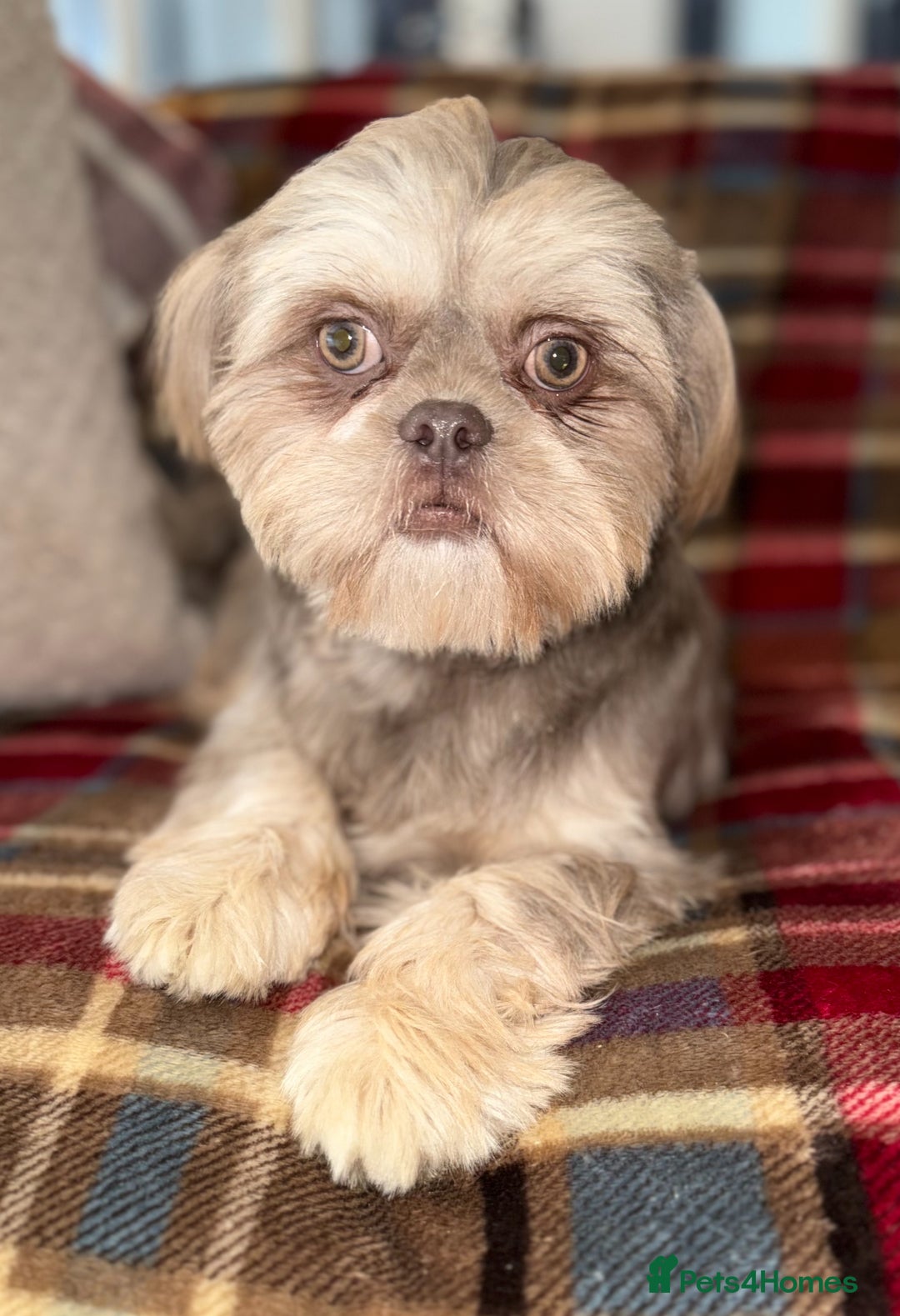 Shih Tzu dogs for sale: 💙🩷Two stunning KC registered Shih Tzus💙🩷 - Image 1