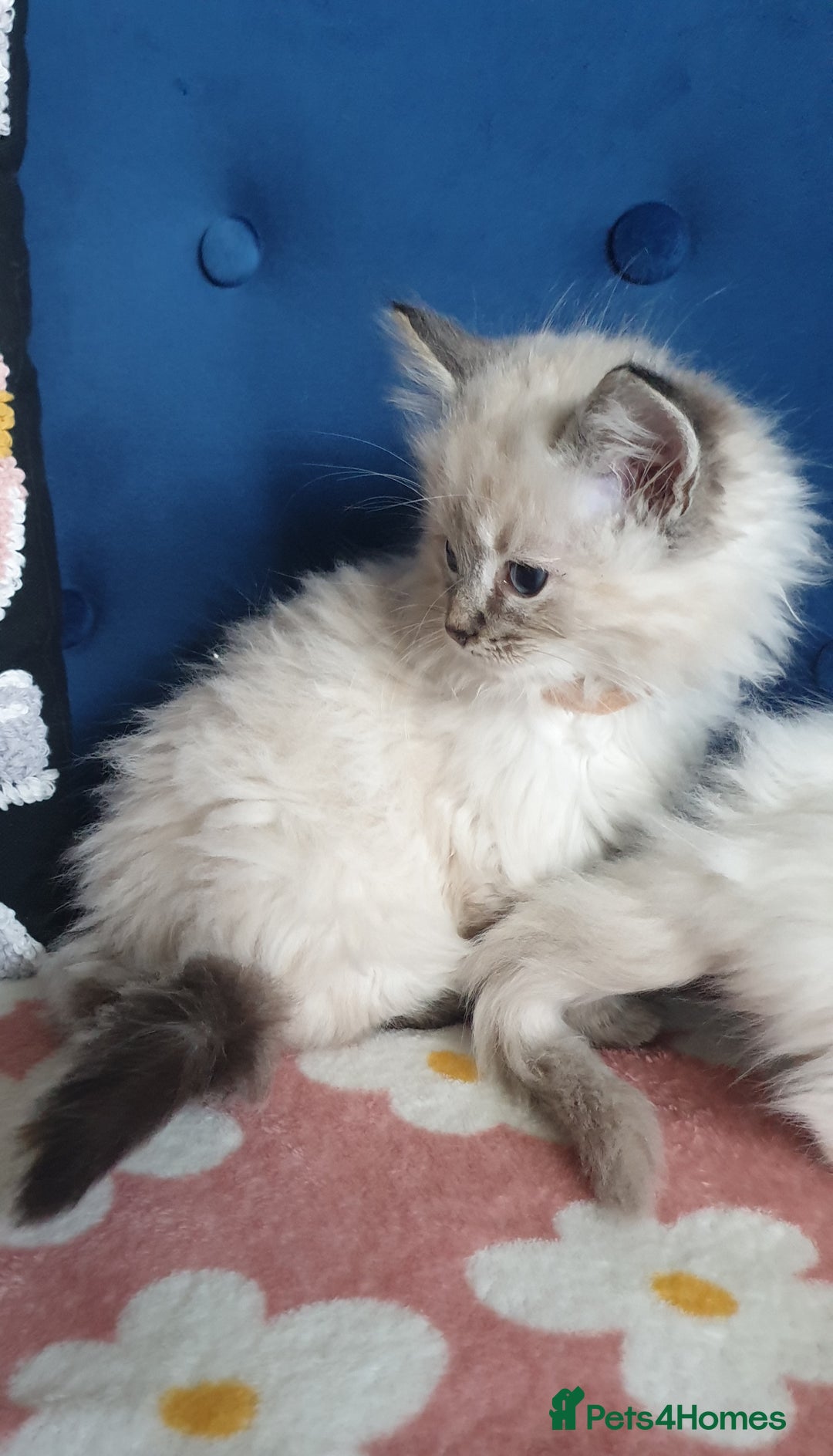 Ragdoll cats for sale: Absolutely Stunning GCCF Registered Kittens. - Advert 21