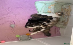 Mixed Breed cats for sale: Mixed breed kittens  - Image 7