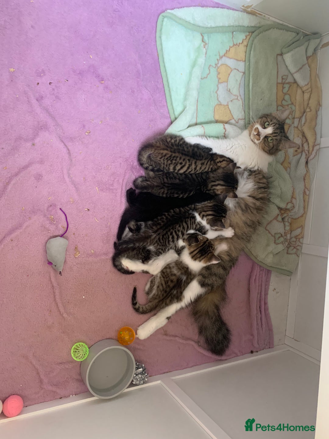 Mixed Breed cats for sale: Mixed breed kittens  - Image 7