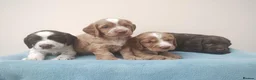 Cocker Spaniel dogs for sale: Cocker Spaniel Puppies Top Quality - Advert 15