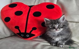 Maine Coon cats for sale: 2 stunning 3/4 Maine Coon boys - Image 4