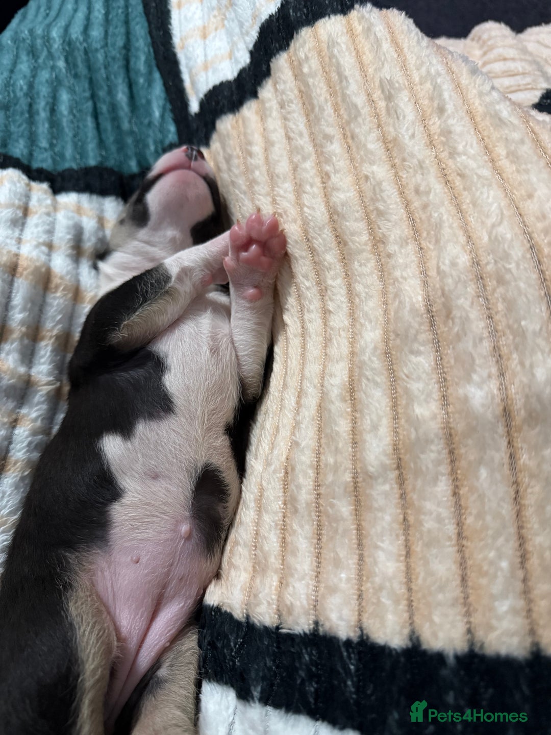 Bull Terrier dogs for sale: Playful bully’s  - Image 8