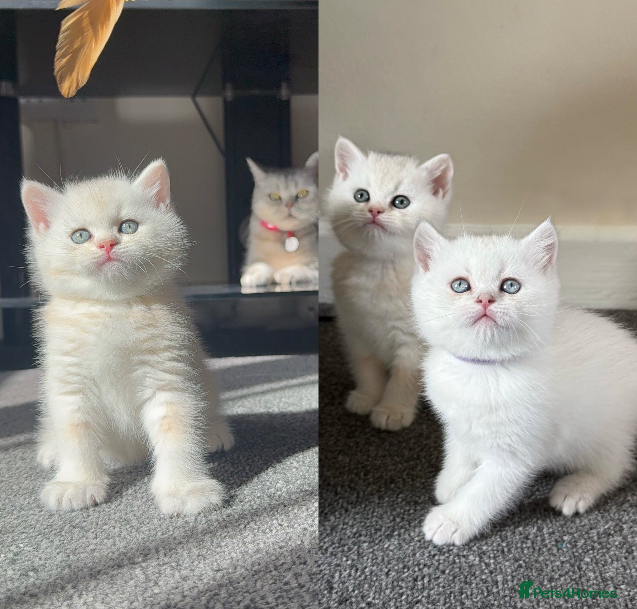 British Shorthair cats Stunning GCCF Gold/Silver Tipped BSH Kittens - Advert 5