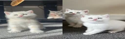 British Shorthair cats for sale: Stunning GCCF Gold/Silver Tipped BSH Kittens - Advert 8
