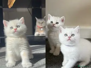 British Shorthair cats Stunning GCCF Gold/Silver Tipped BSH Kittens - Advert 5