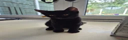 Mixed Breed cats for sale: Male, black kitten, raised in a family home. - Advert 5