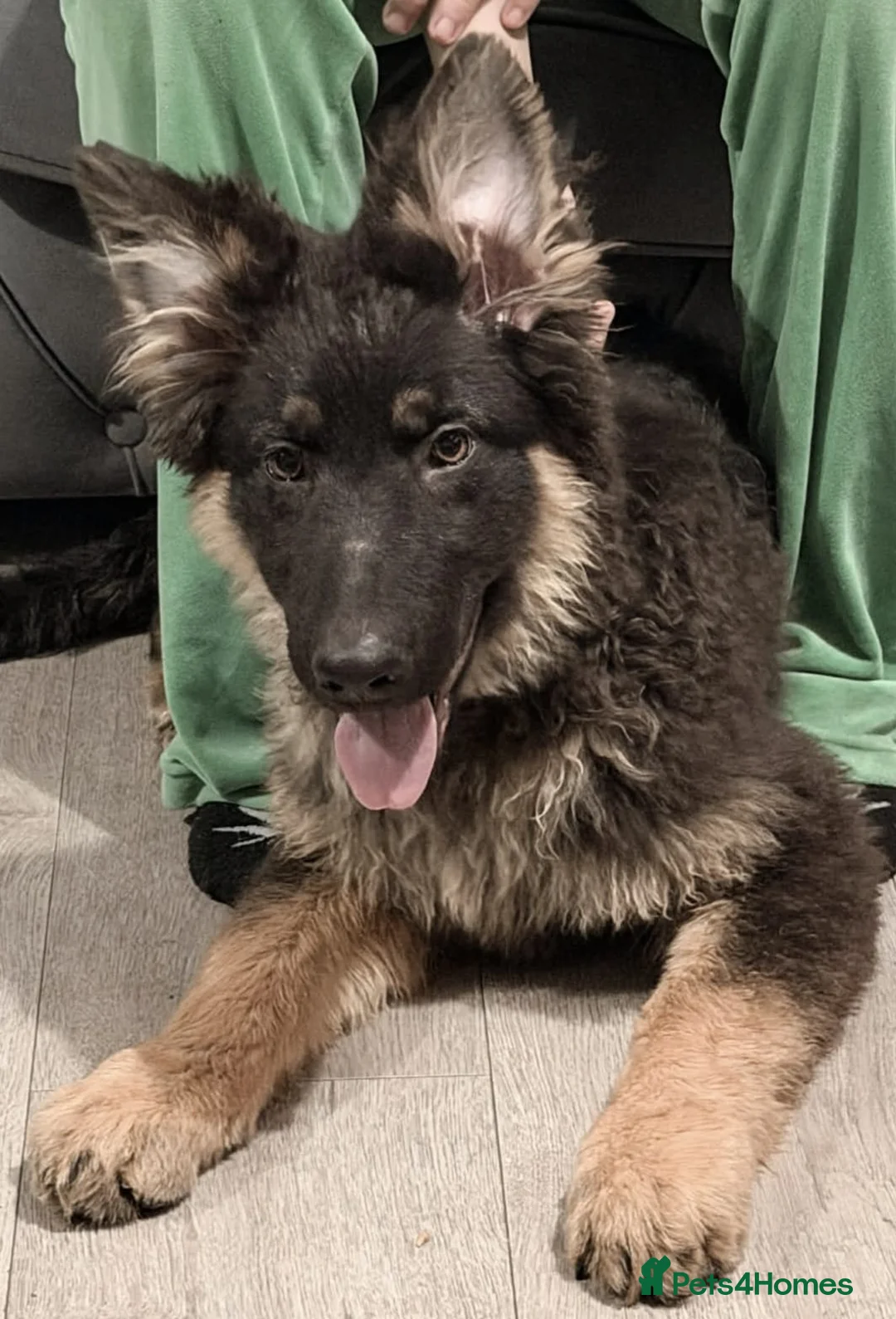 German Shepherd dogs for sale: Nice lads - Advert 4