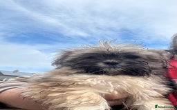 Shih Tzu dogs for sale: 3 month old shih tzu’s - Image 2