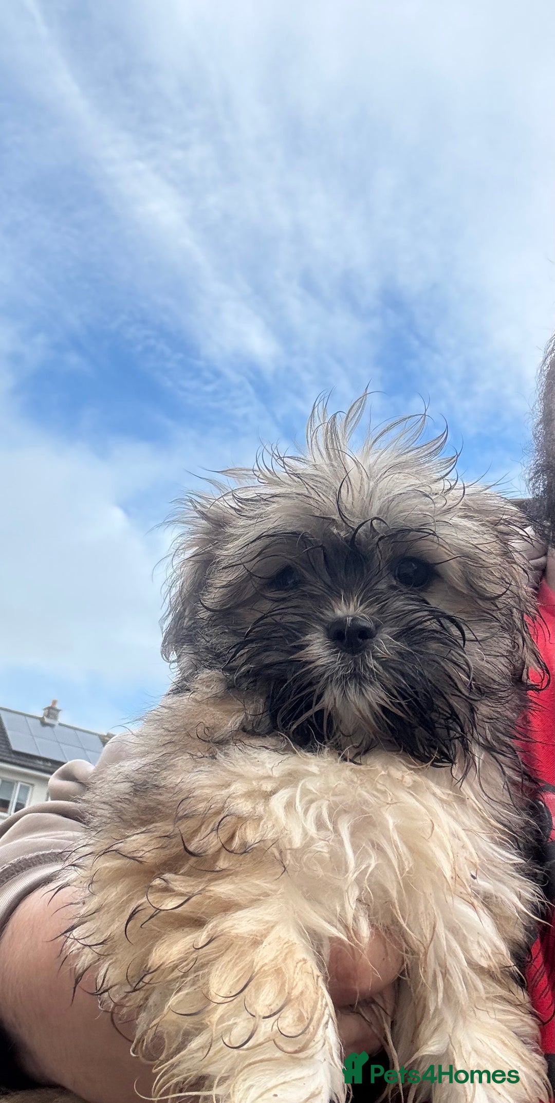 Shih Tzu dogs for sale: 3 month old shih tzu’s - Image 2