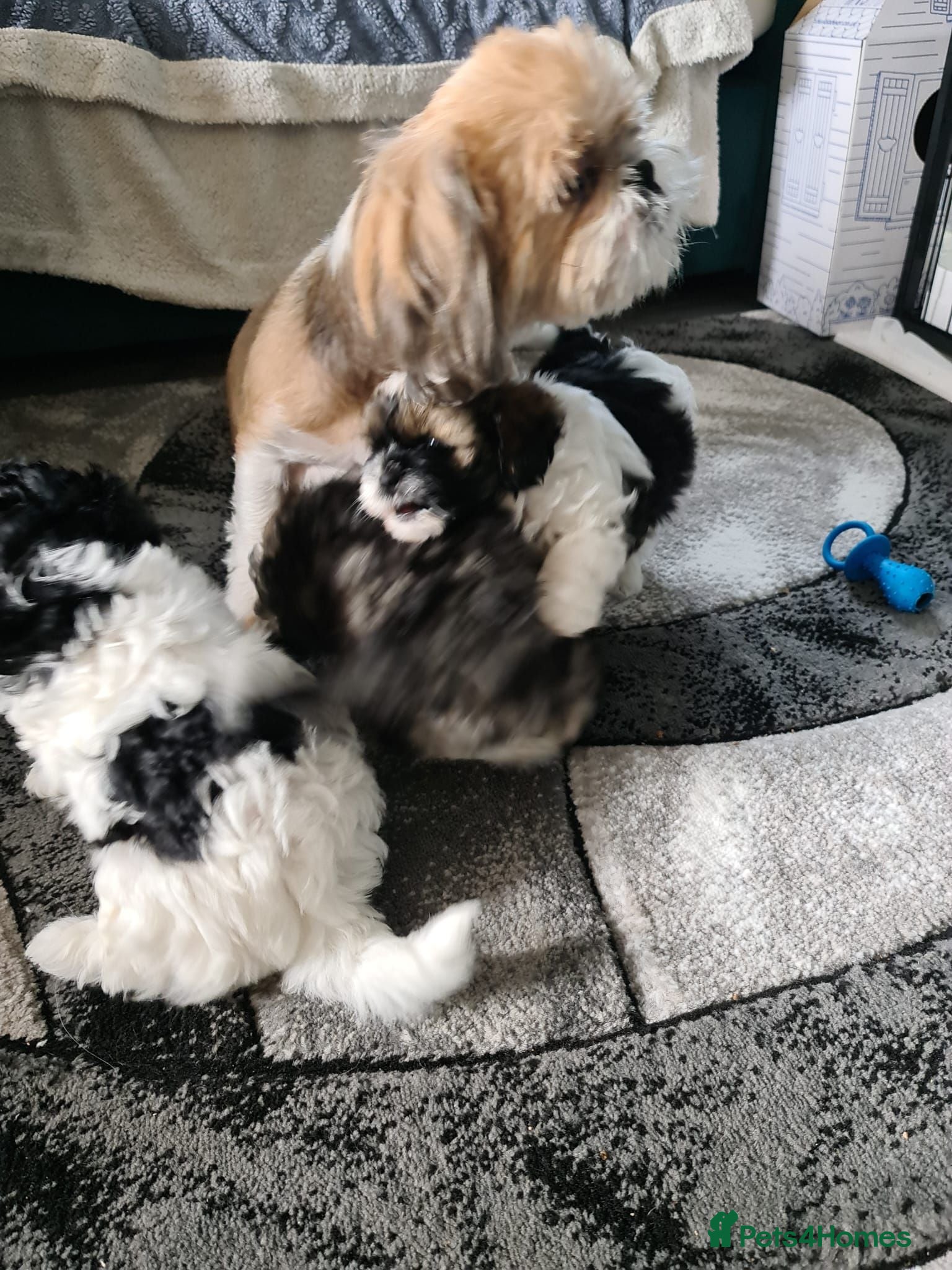 Shihpoo dogs Stunning shihpoo puppies - Advert 2