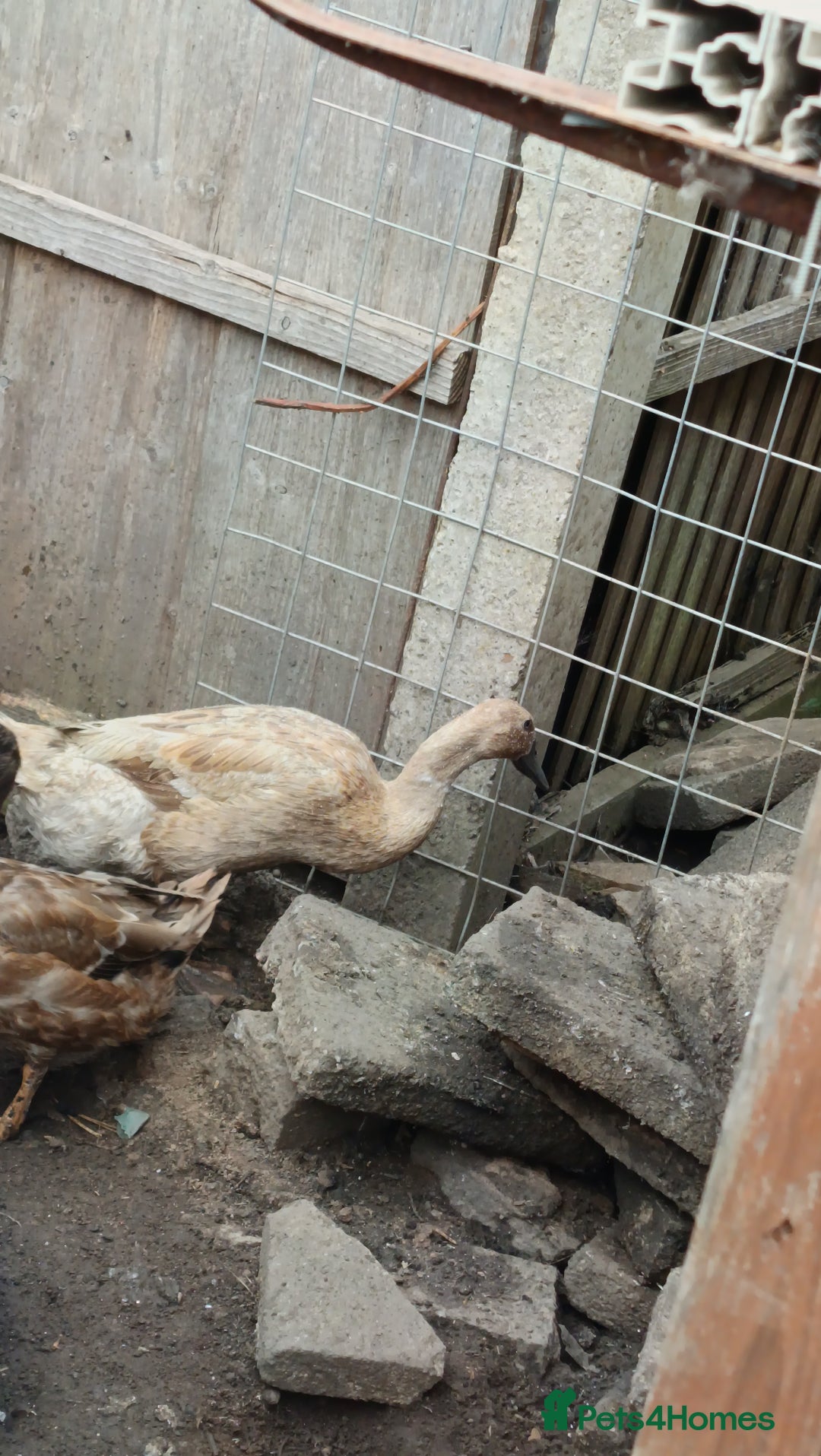 Ducks poultry for sale: Flock seeking new pasture - Image 2