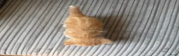 Mixed Breed cats for sale: Half ragdoll kittens  - Advert 20