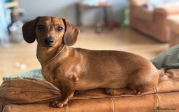 Miniature Dachshund dogs for sale: Miniature Dachshund - Image 2