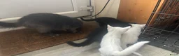 Mixed Breed cats for sale: Ragdoll xbritish blue x siamese x - Advert 3
