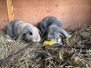 Mixed Breed rabbits 2 female rabbits with full setup and extras - Advert 14