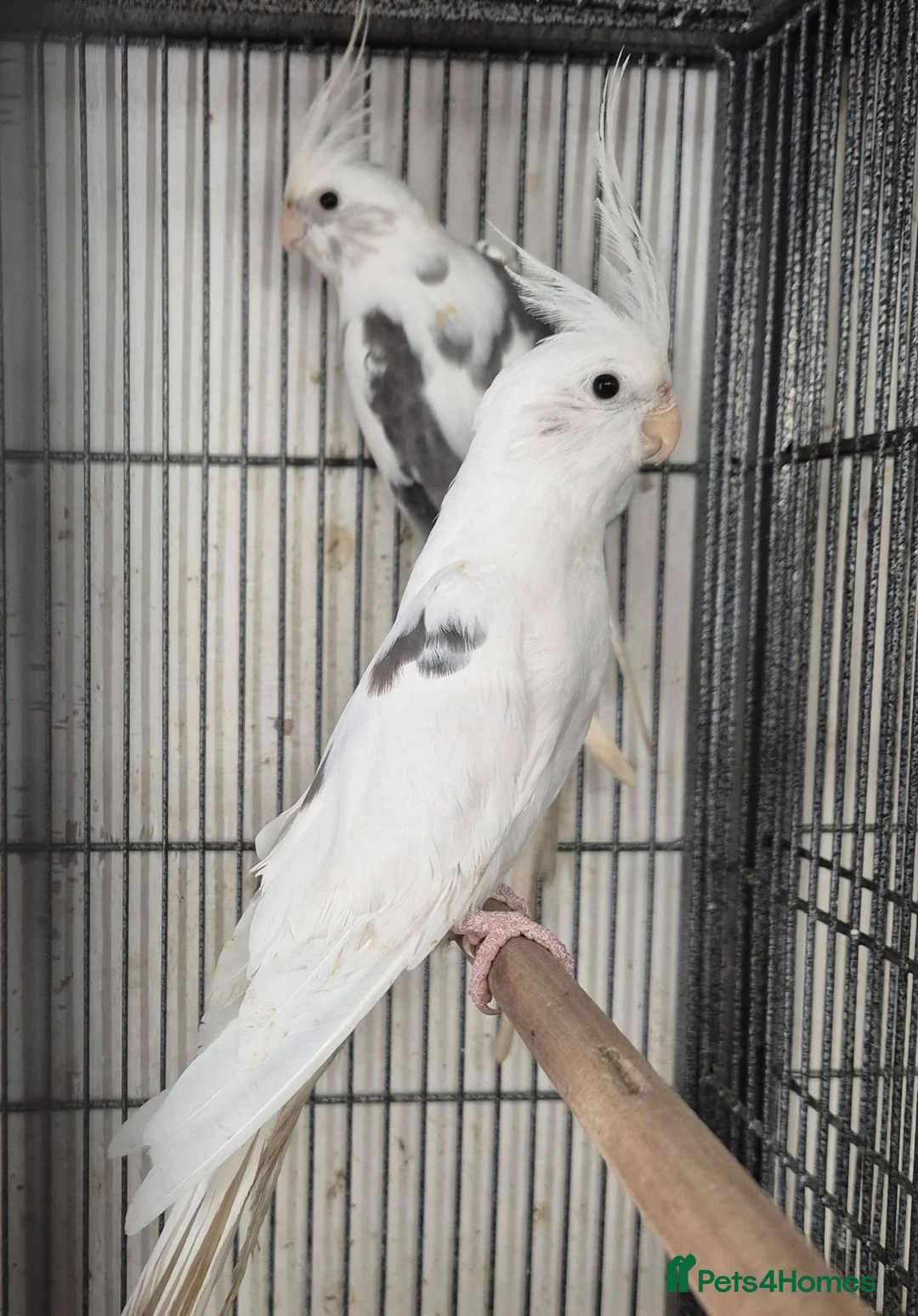 Mixed Breed birds for sale: Cage n aviary birds  - Advert 1