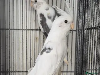 Mixed Breed birds Cage n aviary birds - Advert 7