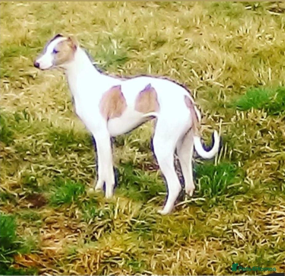 Whippet dogs 7 stunning kc registered whippet pups - Advert 1