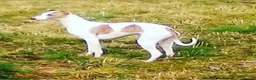 Whippet dogs for sale: 7 stunning kc registered whippet pups - Advert 1
