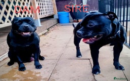 Staffordshire Bull Terrier dogs for sale: KC registered Champions Bloodline Show Quality  - Image 17