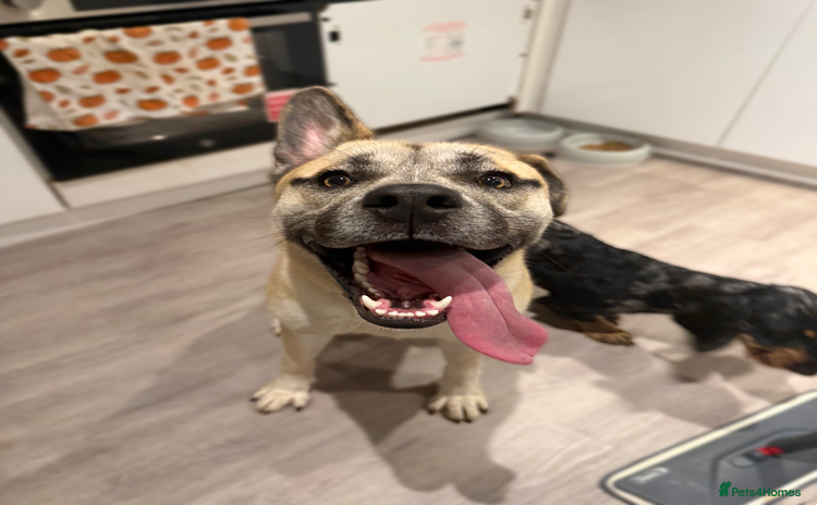 Mixed Breed dogs Husky cross to be rehomed - Advert 1