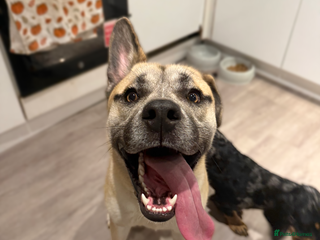 Mixed Breed dogs Husky cross to be rehomed - Advert 14