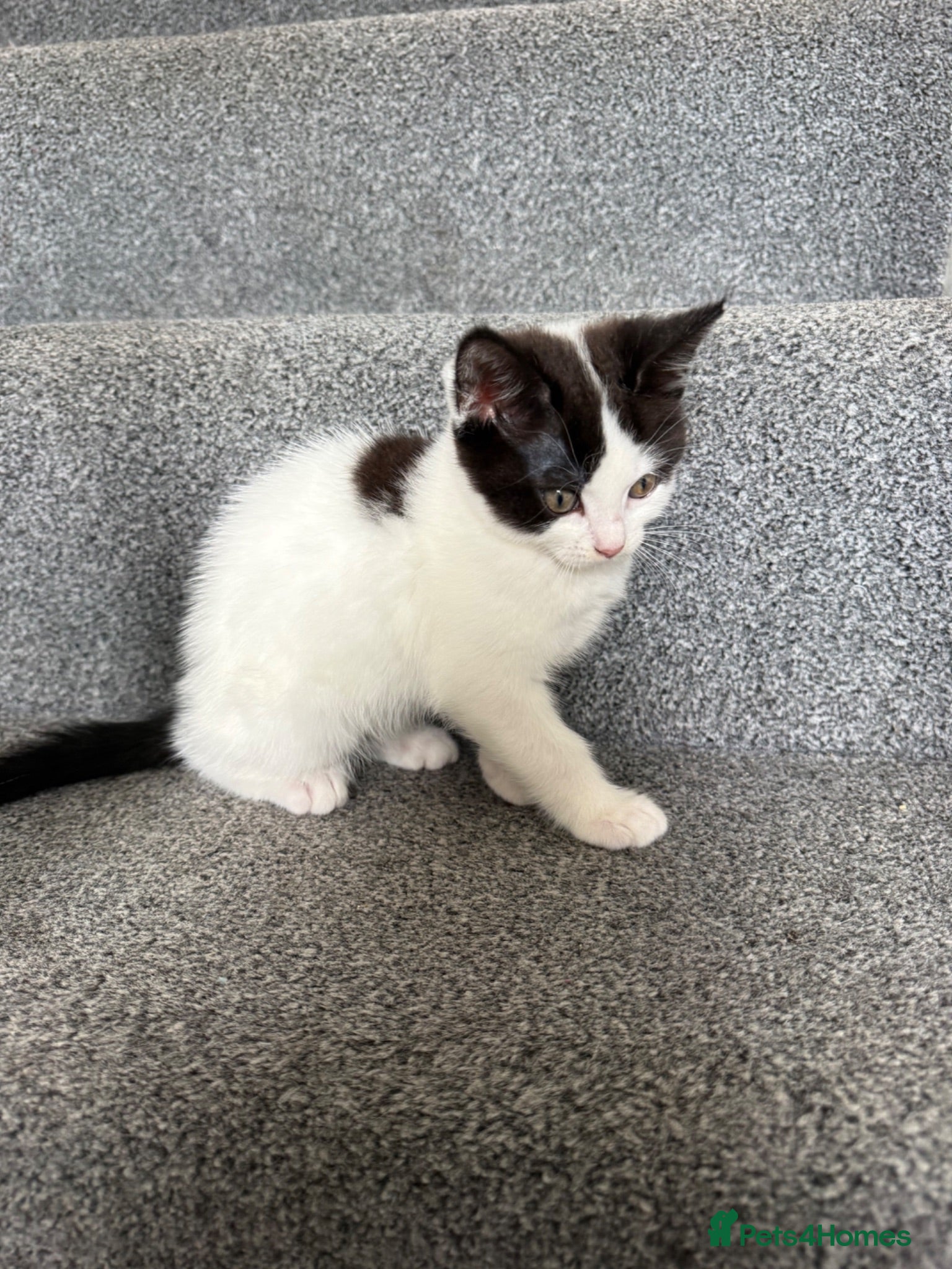 Mixed Breed cats Fluffy Ragdoll x Shorthair Kittens -ready now - Advert 3