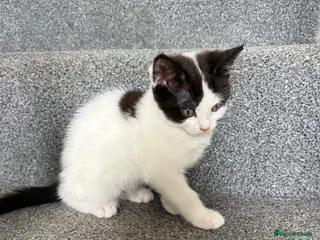 Mixed Breed cats Fluffy Ragdoll x Shorthair Kittens -ready now - Advert 4
