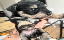 Mixed Breed dogs for sale: Miniature Schnauzer X Yorkshire Terrier - Image 1