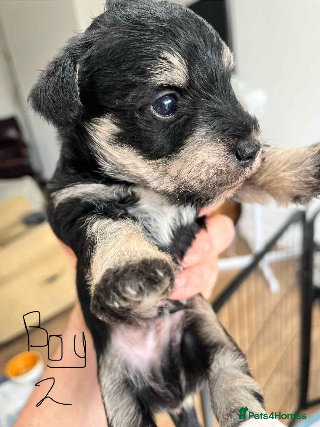 Mixed Breed dogs for sale: Miniature Schnauzer X Yorkshire Terrier - Image 1