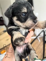 Mixed Breed dogs - Advert 2