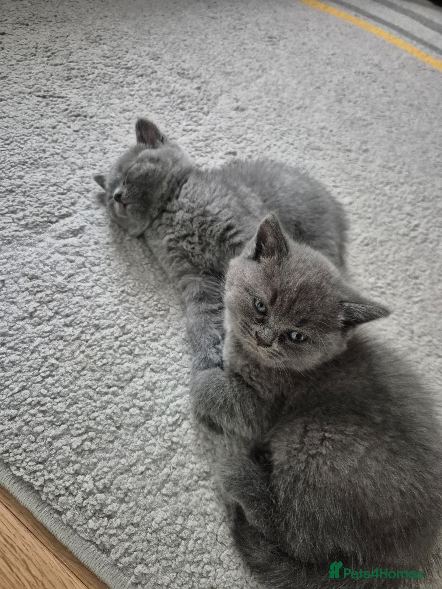 British Shorthair cats for sale: 2 male kittens - Advert 4