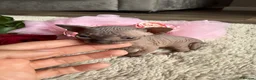 Sphynx cats for sale: Canadian Elf Sphynx  - Advert 3