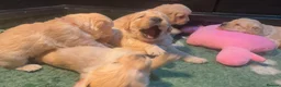 Golden Retriever dogs for sale: Golden Retriever Puppies for sale  - Advert 11
