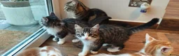 Mixed Breed cats for sale: Fluffy kittens for sale - Advert 20