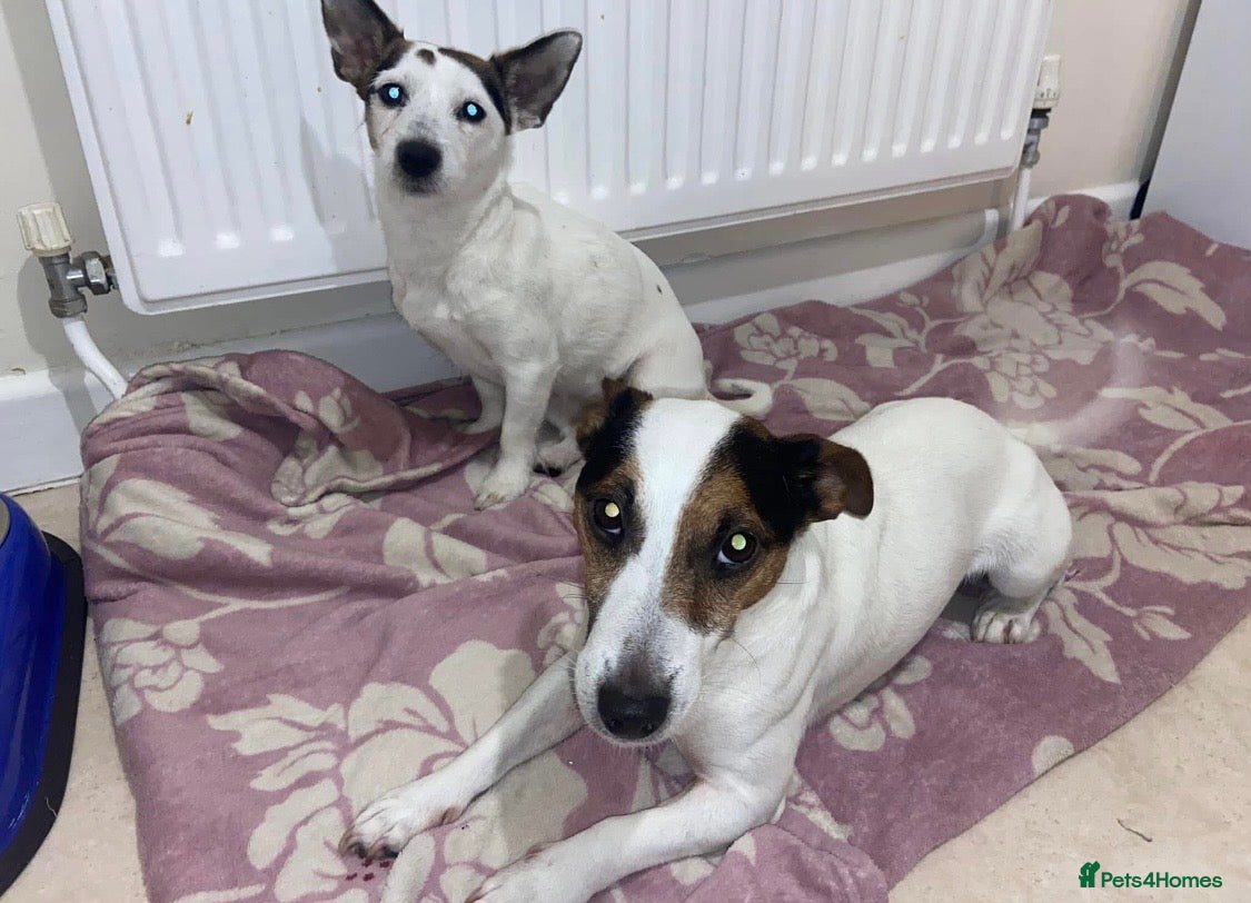Jack Russell dogs Miniature jack russel puppies  - Advert 2