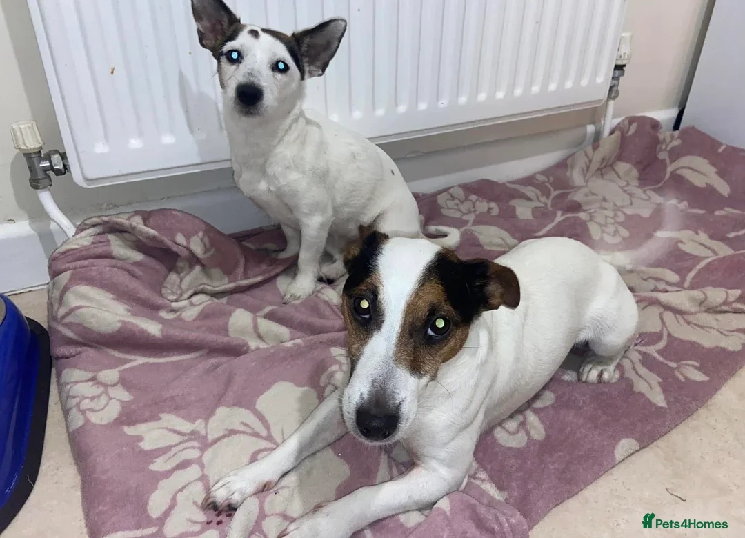 Jack Russell dogs for sale: Miniature jack russel puppies  - Advert 2