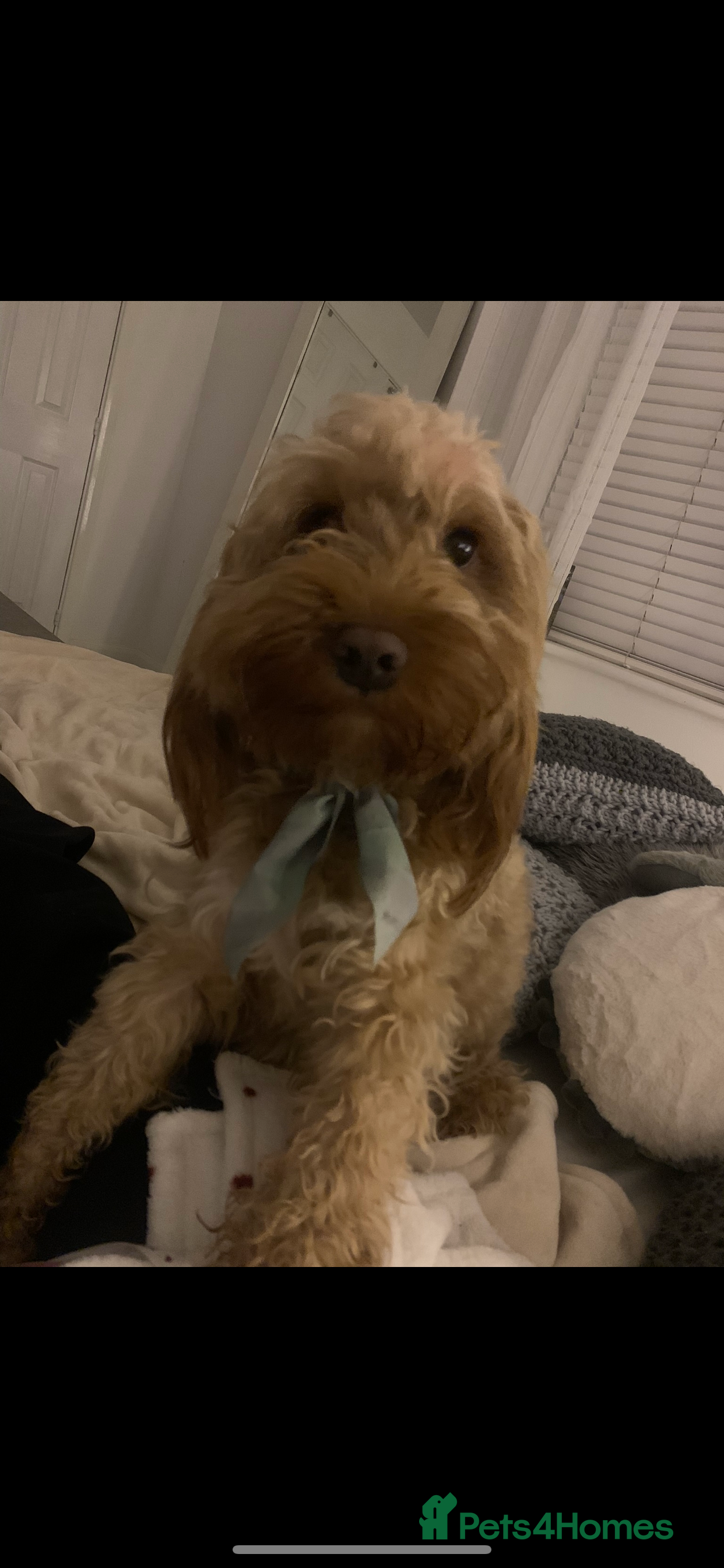 Cockapoo dogs Mr Bailey  - Advert 8