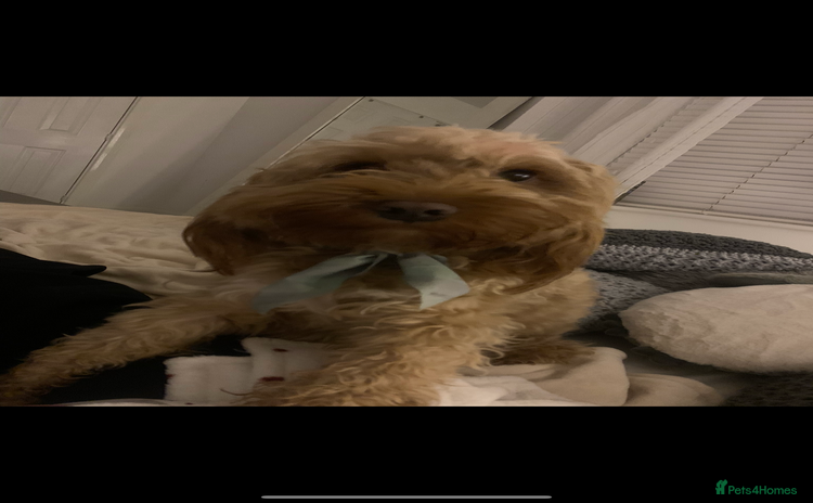 Cockapoo dogs - Advert 6