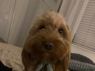 Cockapoo dogs - Advert 11