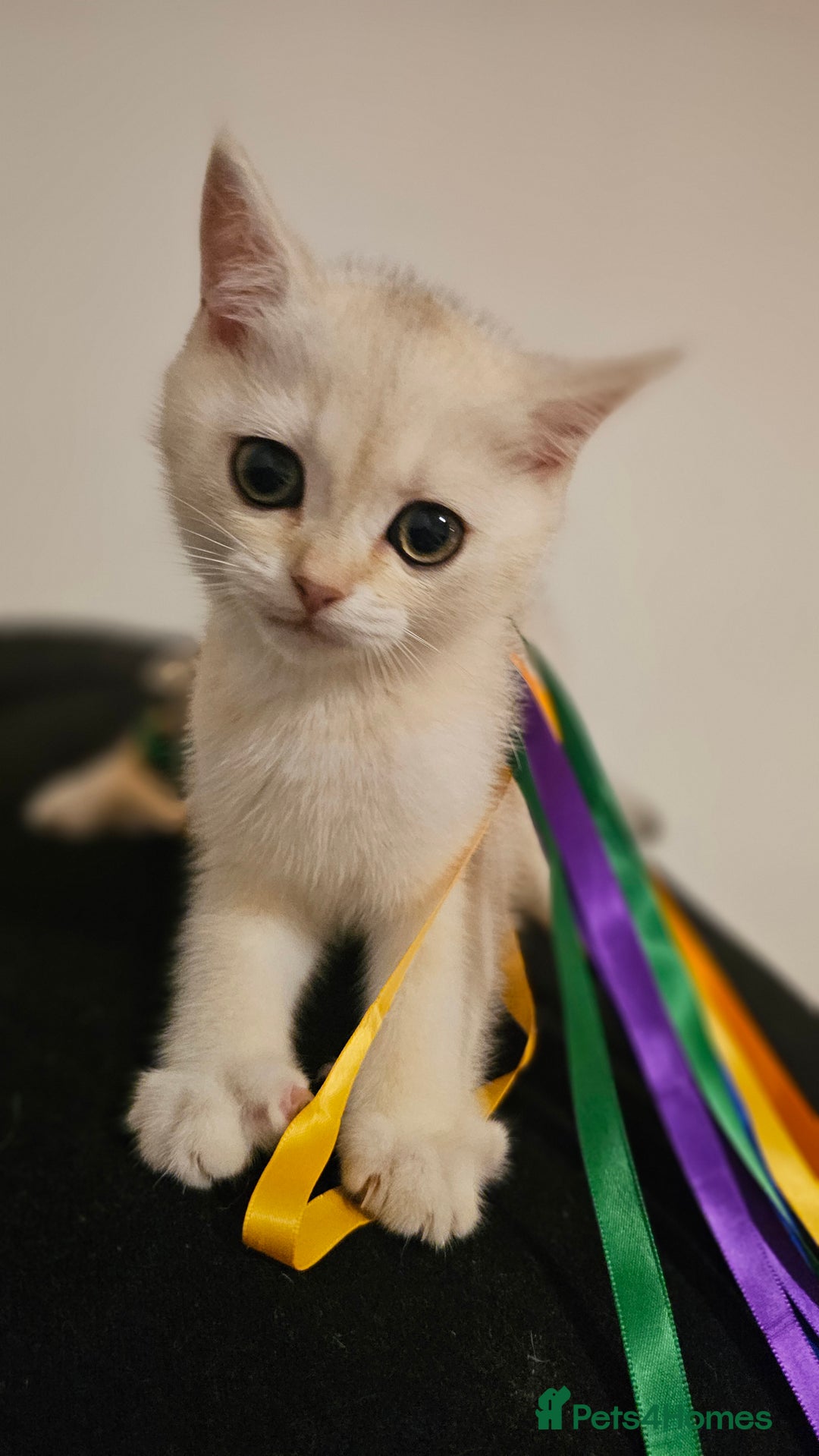 British Shorthair cats for sale: British Shorthair Kittens – Golden & Silver Shaded - Image 27