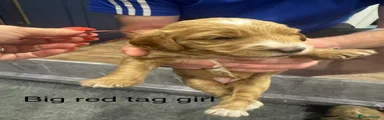 Goldendoodle 3 red